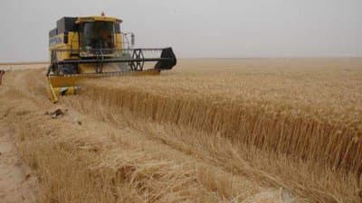 Expectations for a Record Grain Production This Season - Iqtissad Al Balad