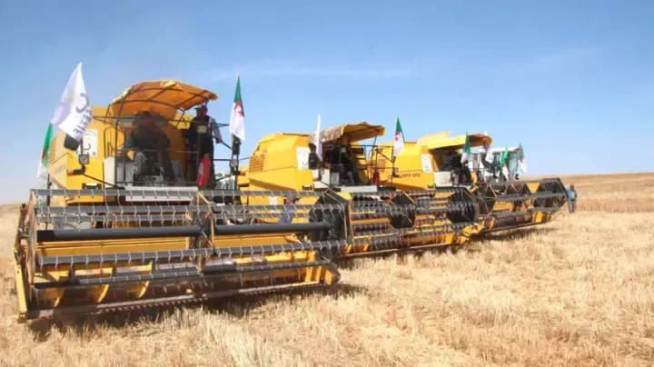 Expectations of producing more than one million quintals of grains
