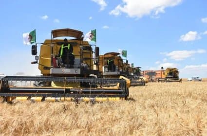 Expected production of more than 117,000 quintals of grains in Ghardaïa - Iqtissad Al Balad