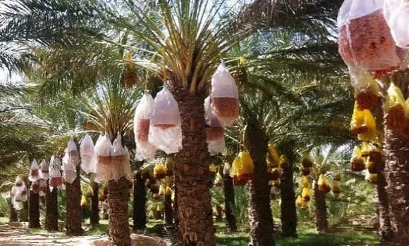 Expected production of more than 1.4 million quintals of dates for the current agricultural season