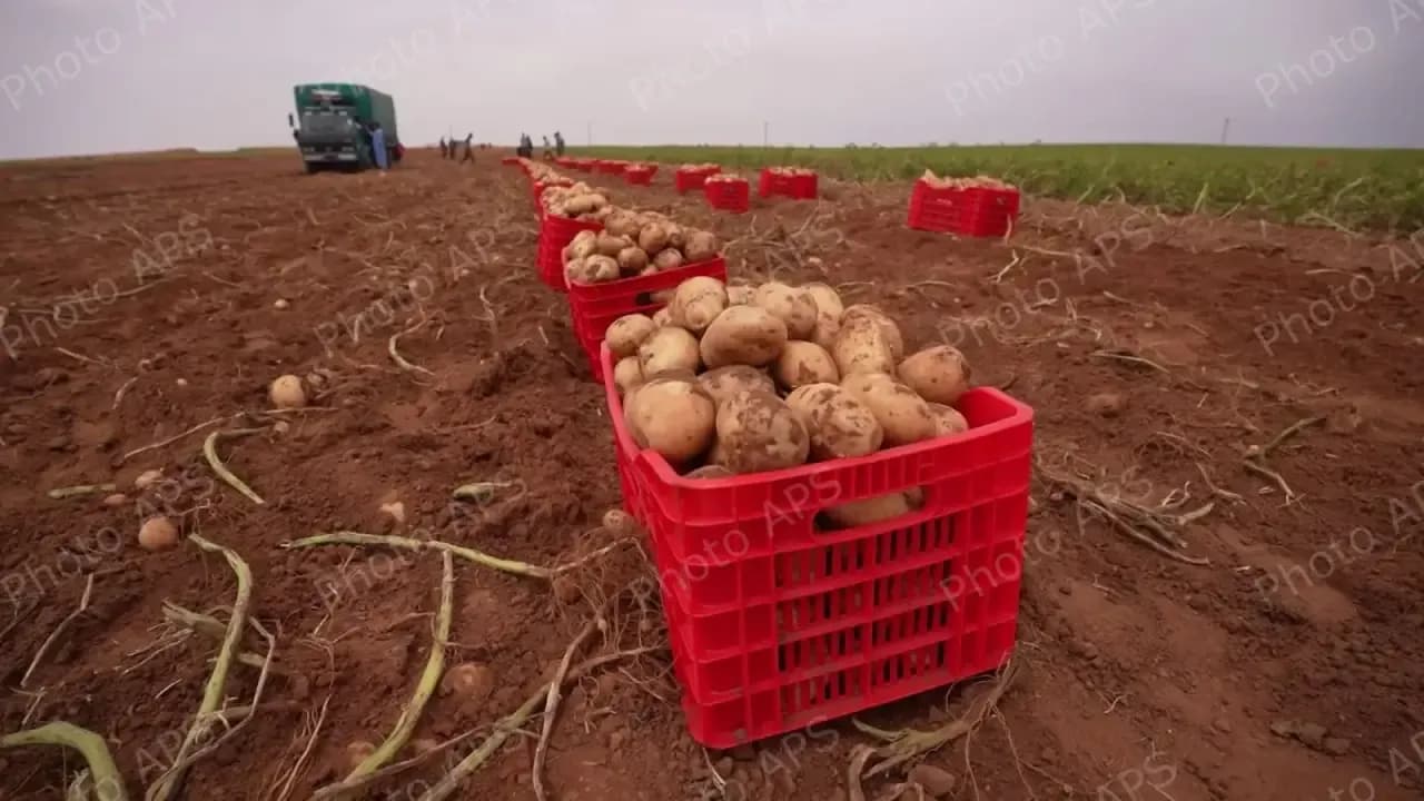 Expected production of more than 877,000 quintals of seasonal potatoes