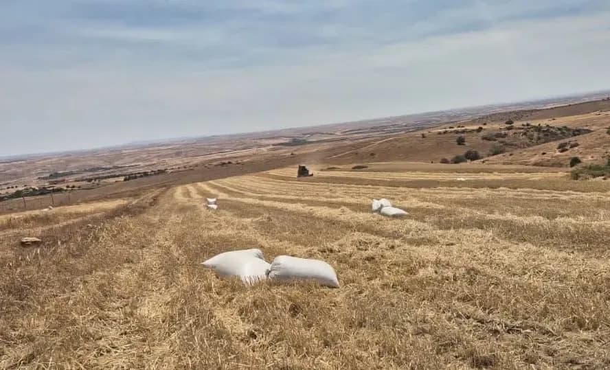 Expected production of more than two million quintals of grains