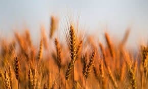 Expected wheat production may keep Iraq on track to achieve self-sufficiency for the fourth consecutive year - Iqtissad Al Balad