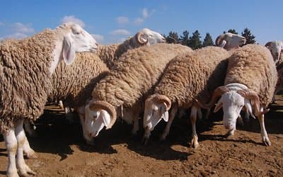 Extension of Imported Sacrificial Animal Sales Until the Third Day of Eid - Iqtissad Al Balad