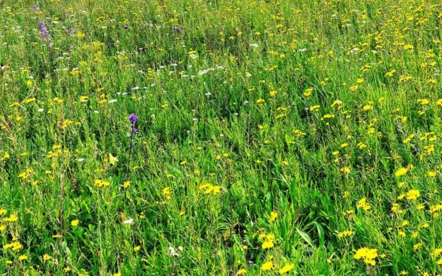 Facing climate change: Fallow land as a lever for resilience