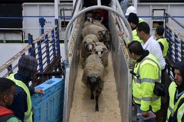 Five exemptions for Eid sacrifices in 2026… and these are the relevant categories