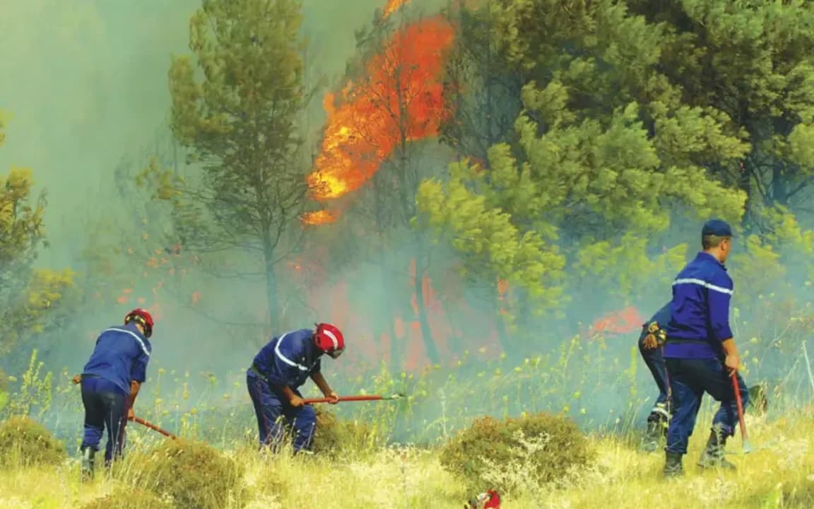 Forest massifs burned: A living memory in the face of the trial by fire