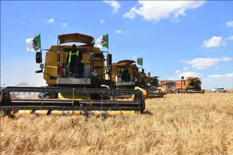 Hard Wheat.. Towards Achieving Self-Sufficiency This Season