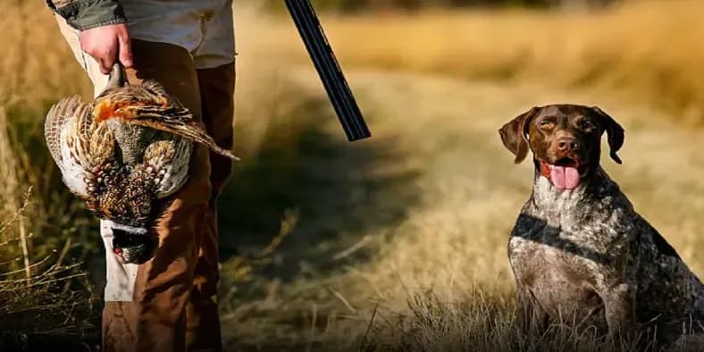 Hunting season 2025-2026 opened since December 1st