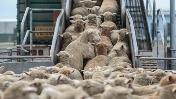 Important statement regarding the import of sacrificial animals