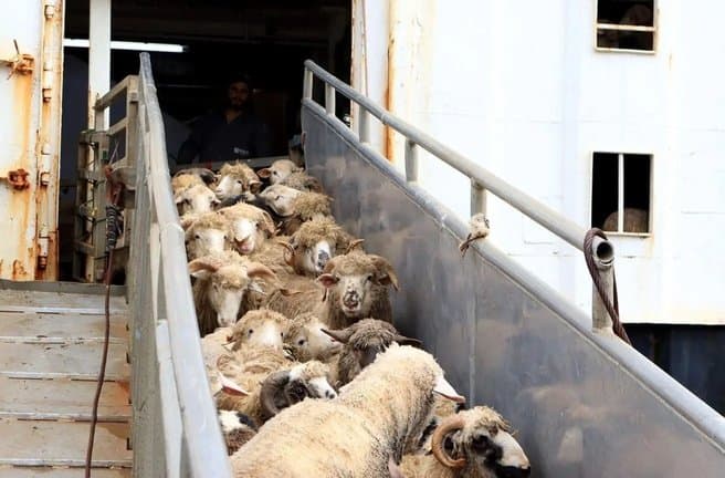 Importation of Eid sheep: 13 accused placed in provisional detention