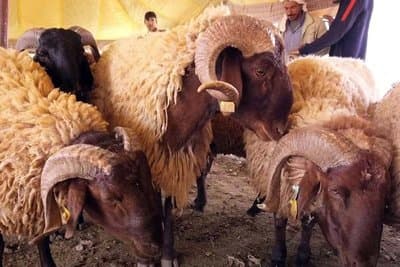 Importing 30,000 genetically improved cattle from America - Iqtissad Al Balad