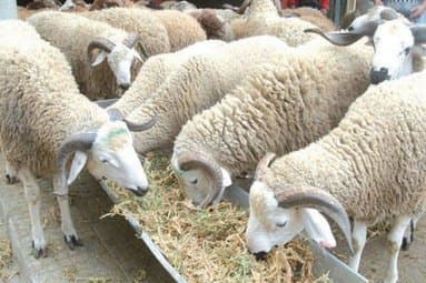 Importing more than 820,000 heads of sheep so far in preparation for Eid al-Adha - Iqtissad Al Balad