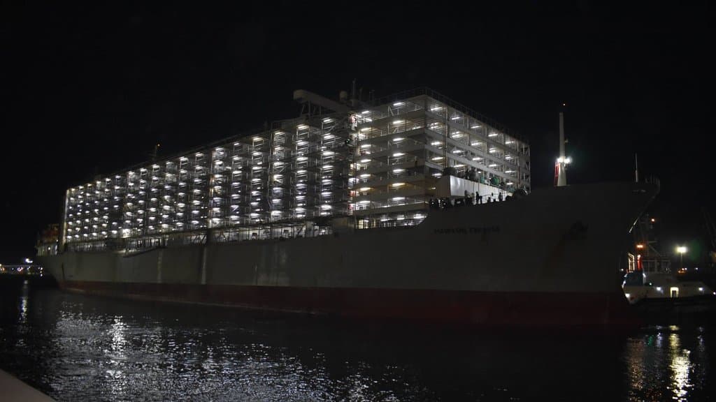 In Pictures.. The Largest Livestock Carriers in the World Dock at the Port of Djendjen