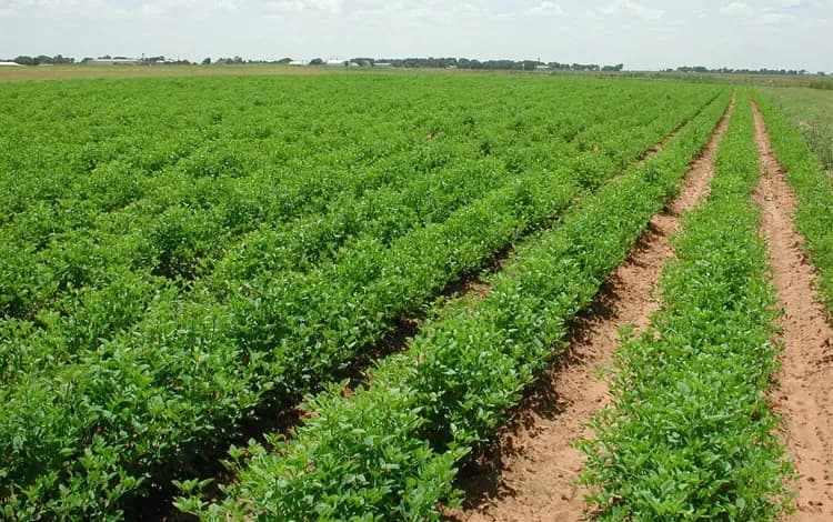 Instructions for Strict Implementation of Legislation in Agricultural Land Purification Files