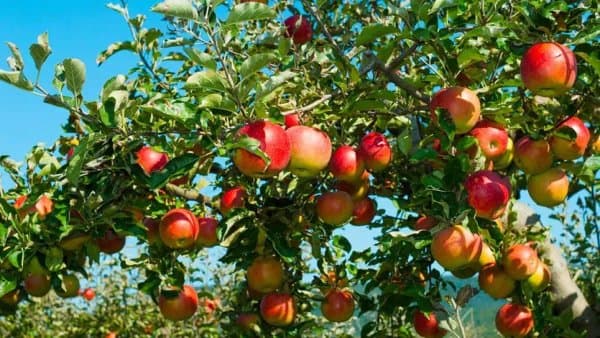 Khenchela Apples: Two Million Quintals and Great Hopes to Conquer Foreign Markets