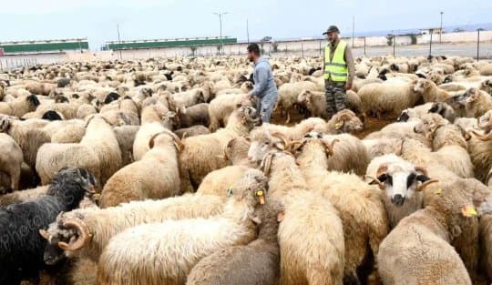 Launch of Imported Sacrificial Animal Sales at Six Points in Oran