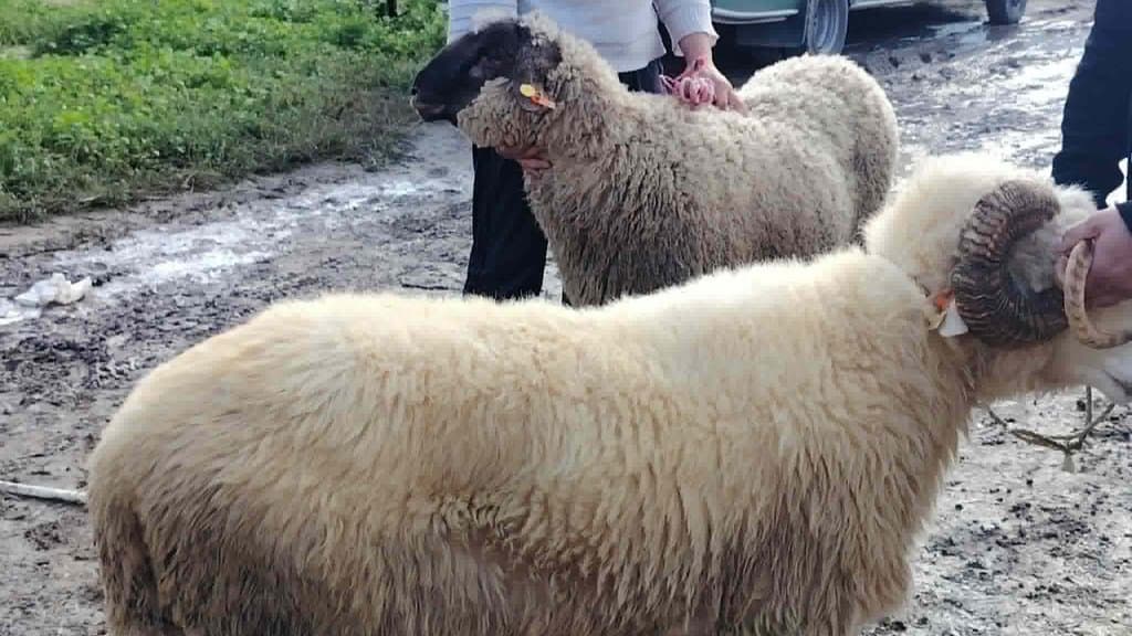 Launch of Imported Sacrificial Animals Sale at Five Approved Points in Annaba