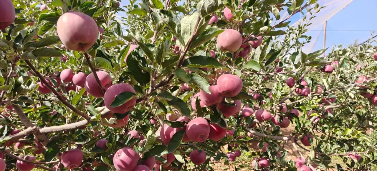 Launch of the apple harvesting campaign amid expectations of a crop nearing 1.6 million quintals