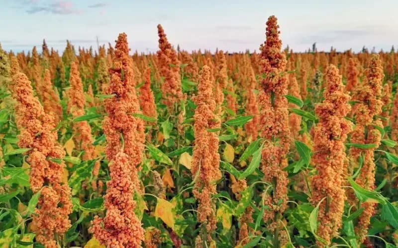 Launch of the 'Best Quinoa Field' and 'Quinoa in My Kitchen' Competitions for 2026