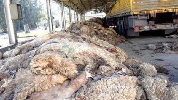 Launch of the National Campaign for Collecting Sacrificial Hides