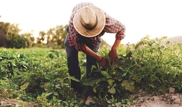Less than 200,000 out of 2.3 million are affiliated with CASNOS: Underreported farmers