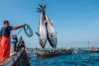 License to catch 60 tons of tuna for the 2026 season