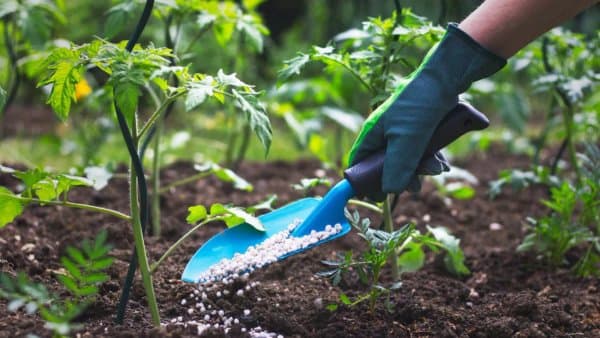 Local Production of Inputs as a Priority in the New Agricultural Strategy