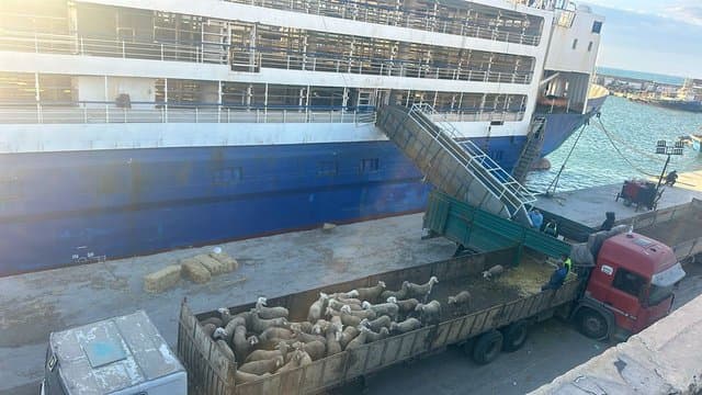 Mers El Kébir Port Receives New Shipment of 36,500 Heads of Sheep