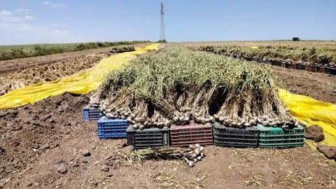 Mila achieves more than 1.6 million quintals of garlic during the agricultural season 2025-2026