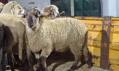 Minister of Agriculture Reveals Measures for Monitoring Imported Sacrificial Animals - Iqtissad Al Balad