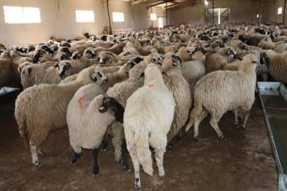 Ministry of Agriculture Defines How to Purchase Eid Sacrifices via Digital Platform