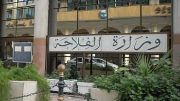 Ministry of Agriculture Reveals Details of Eid Sacrifice Acquisition - Iqtissad Al Balad