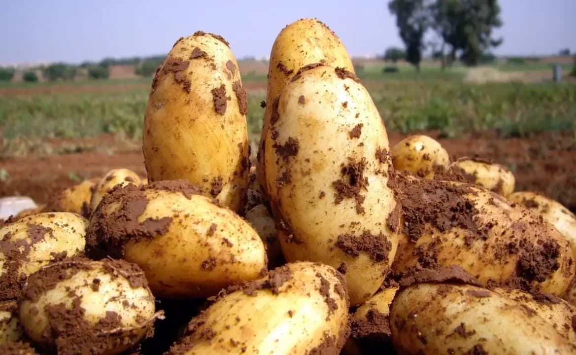 Mostaganem.. Production of 2.5 million quintals of potatoes
