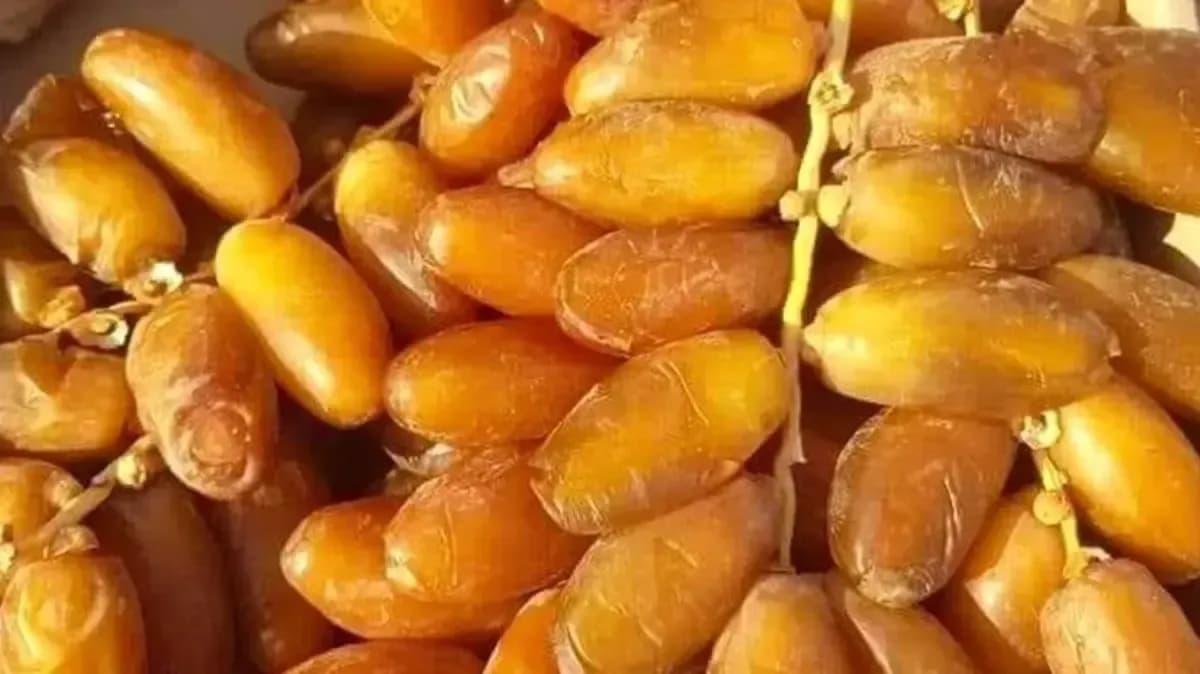 National Date Exhibition Organized from October 29 to 31 in Biskra