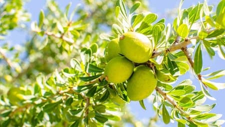National Program to Expand Argan Cultivation with Smart Technologies