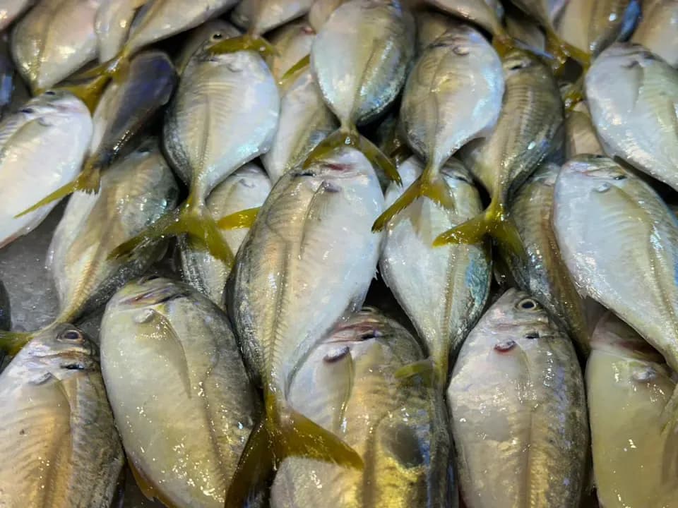 New 'Mandatory' Technology for Determining Histamine Levels in Fishery Products