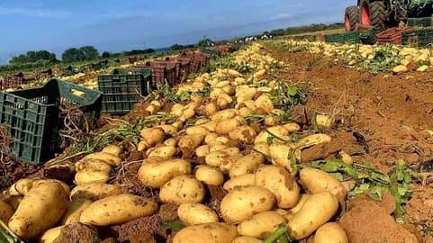 New measures to regulate the potato sector and support export and processing
