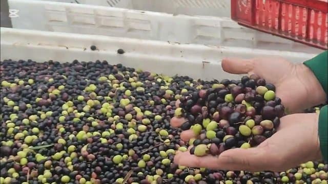 Olive cultivation in Algeria: An underexploited strategic sector