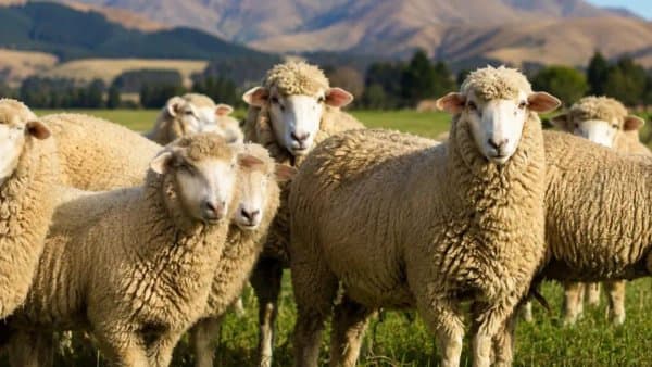 Opening the Algerian market to American sheep exports