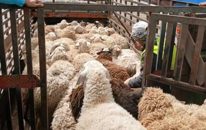Oran Port: Arrival of Two Ships Carrying More than 36,000 Heads of Sheep from Spain