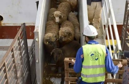 Port of Algiers: Arrival of a new shipment of imported sacrificial animals