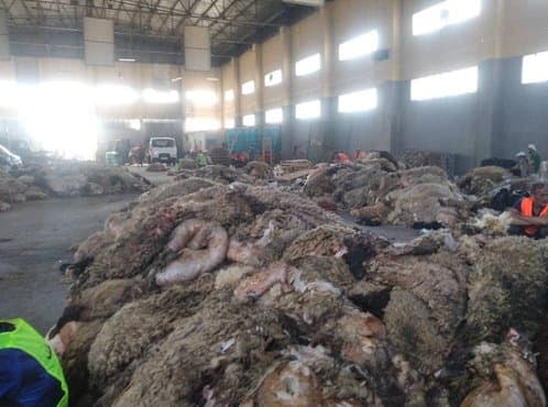 Positive results recorded by the national campaign for collecting and valuing sacrificial skins - Iqtissad Al Balad