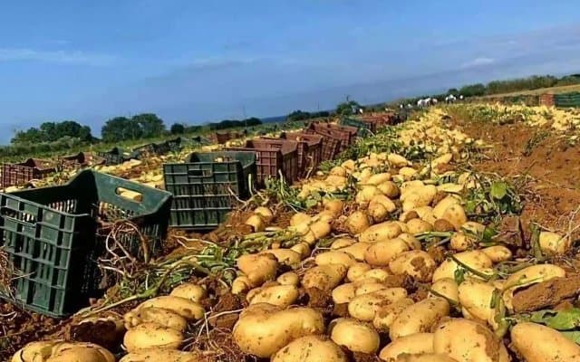 Potato production: Algeria, second in Africa