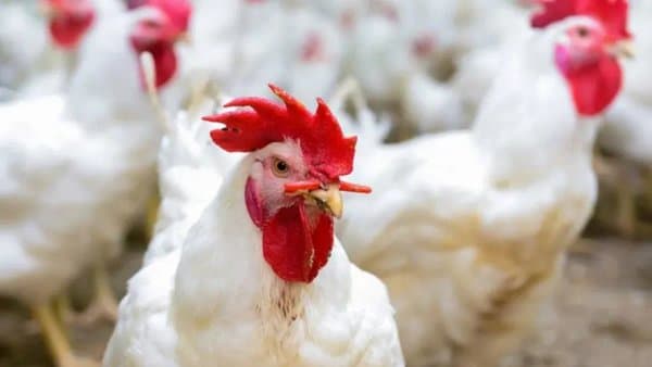 Poultry Rearing: Emergency Decision to Ensure Market Stability