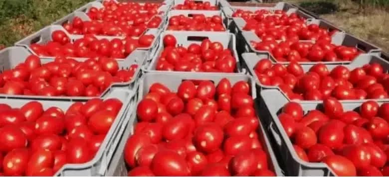 Production of 3 million and 500 thousand quintals of industrial tomatoes