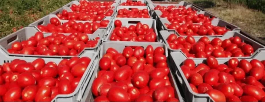 Production of more than 1.2 million quintals of industrial tomatoes