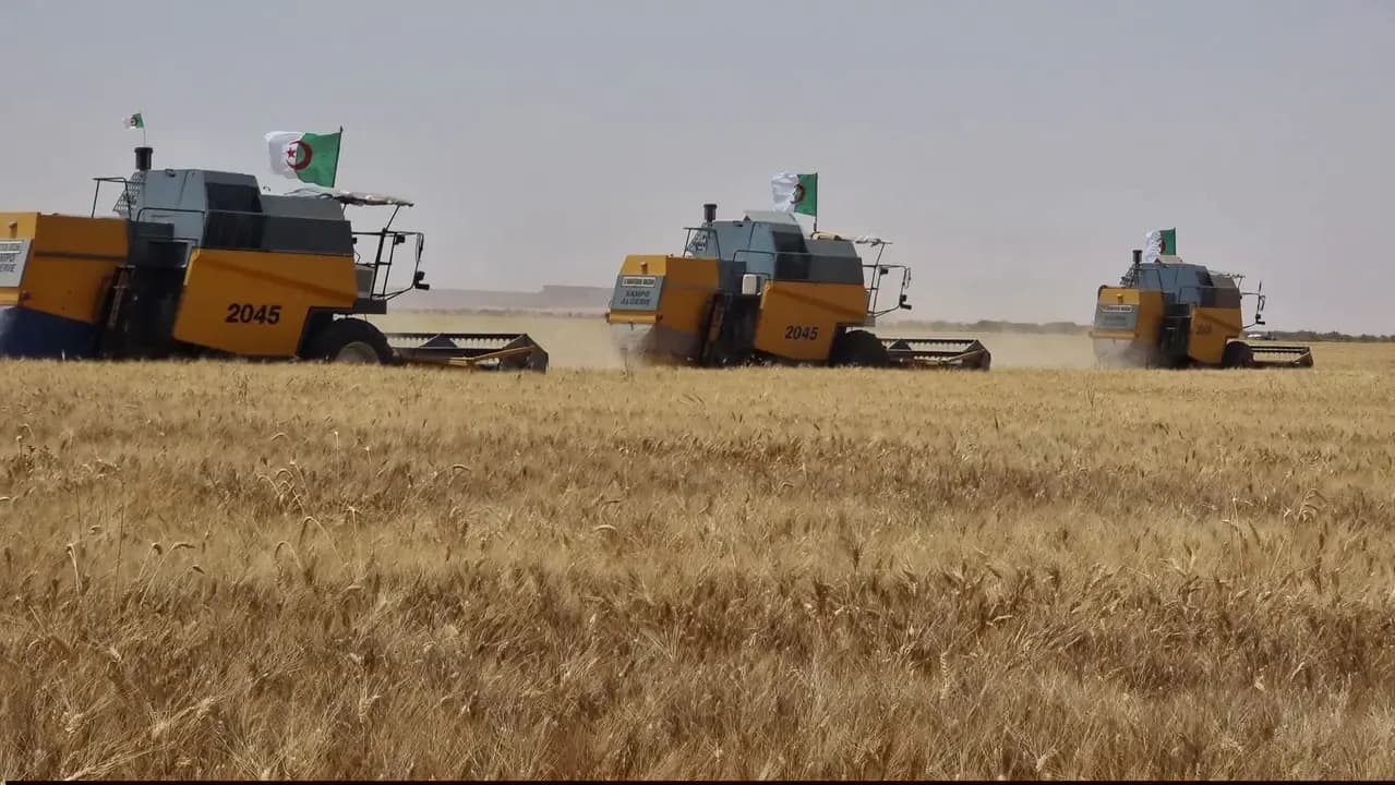 Production of more than 126,000 quintals of grains