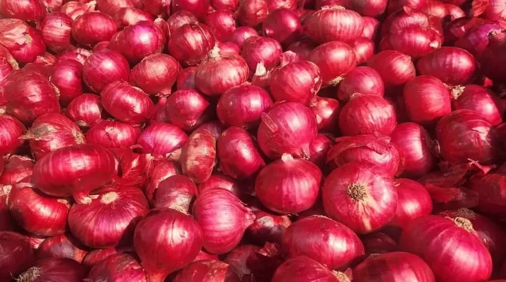 Production of more than 133,000 quintals of dry onions in Aflo