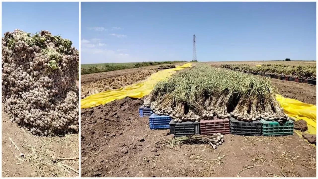 Production of over 1 million and 619 thousand quintals of garlic for the current agricultural season